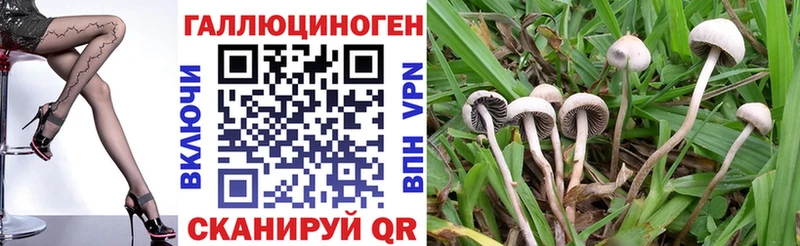 Купить  Лихославль  Галлюциногенные грибы Psilocybe 